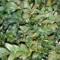 Buxus sempervirens P21